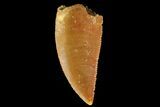 Serrated, Raptor Tooth - Real Dinosaur Tooth #179584-1